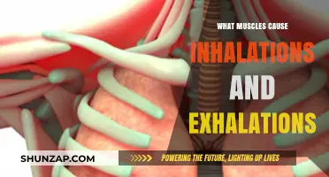 Muscles Driving Breath: Inhalation and Exhalation Mechanics Explained