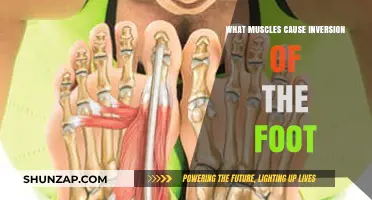 Key Muscles Responsible for Foot Inversion: Anatomy and Function Explained