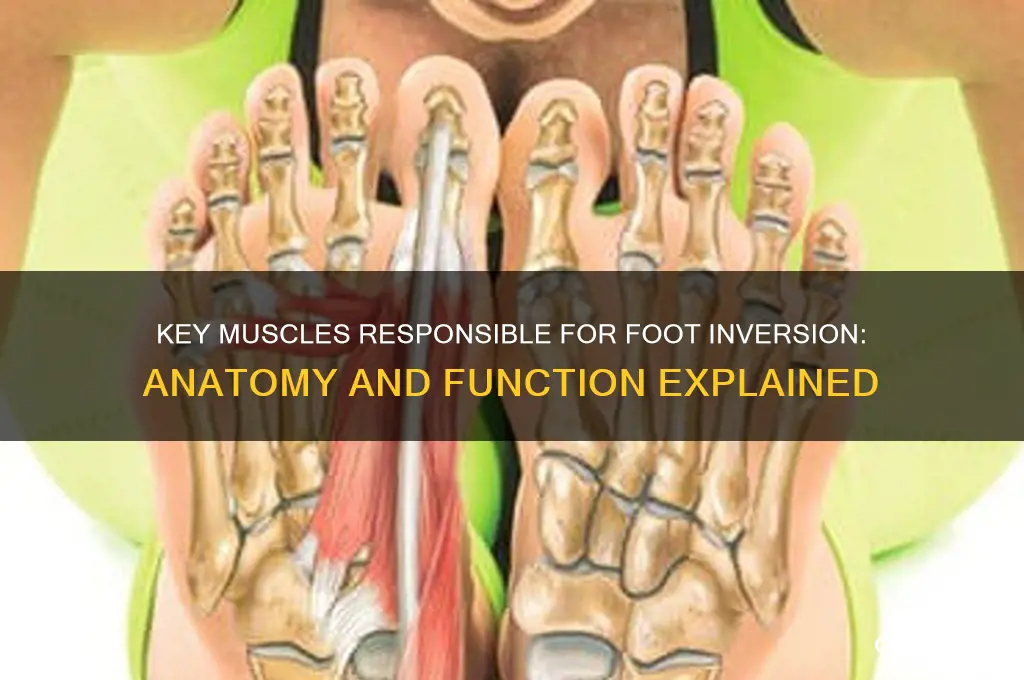 what muscles cause inversion of the foot