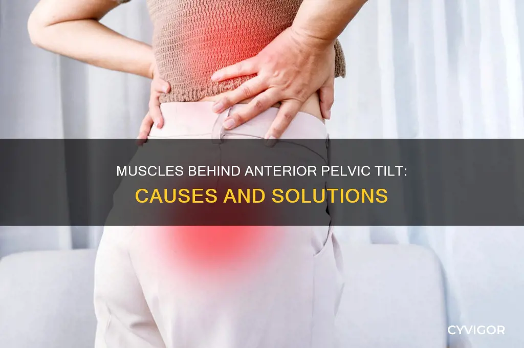 what muscles cause issue with anterior pelvic tilt