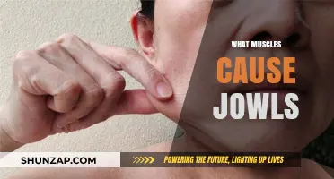 Understanding Jowls: Key Muscles and Their Role in Facial Sagging