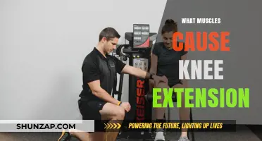 Key Muscles Driving Knee Extension: Anatomy and Function Explained