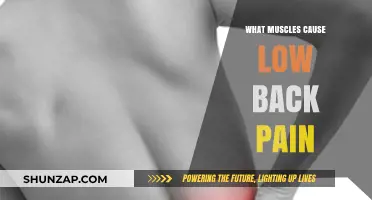 Understanding Low Back Pain: Key Muscles and Their Role