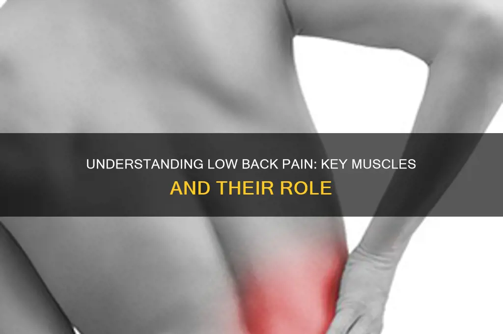 what muscles cause low back pain