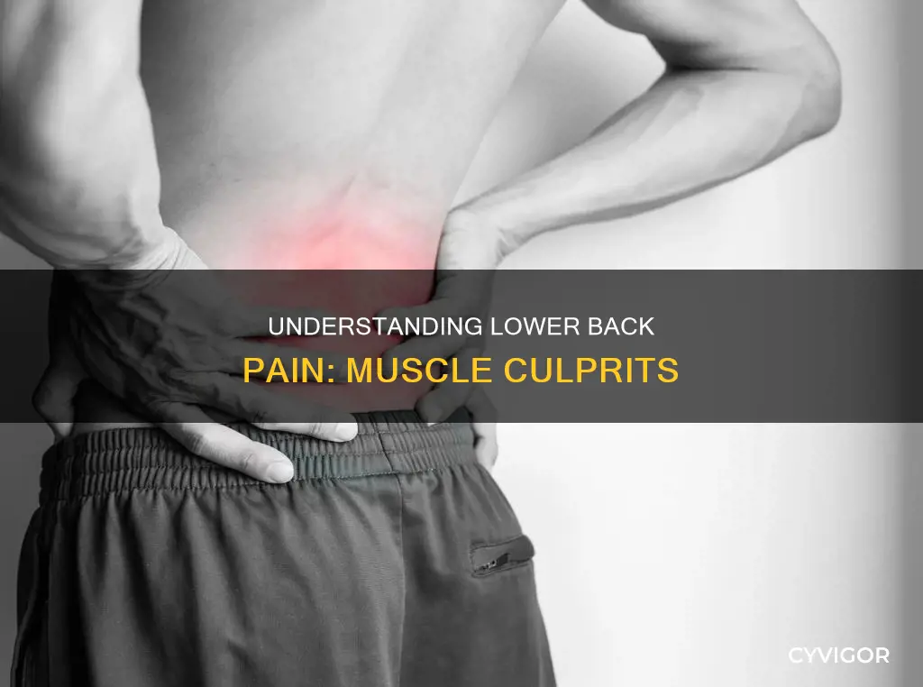 what muscles cause lower back pain
