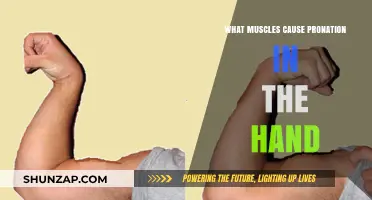 Muscles Driving Hand Pronation: Key Players and Their Functions