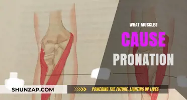 Understanding Pronation: Key Muscles Involved and Their Functions