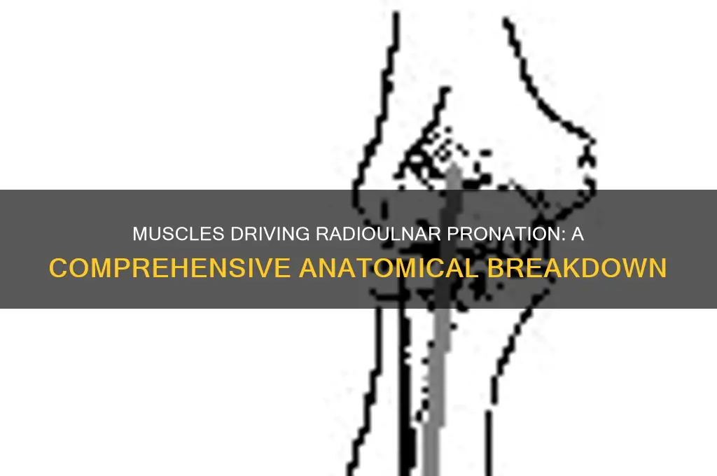what muscles cause radioulnar pronation