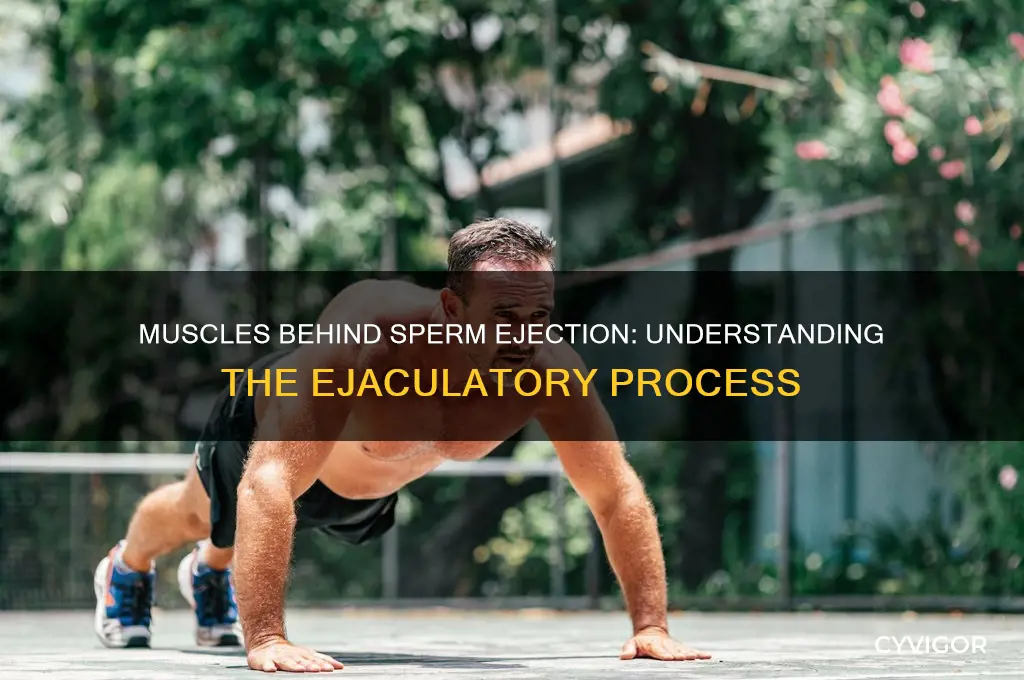 what muscles cause sperm to eject