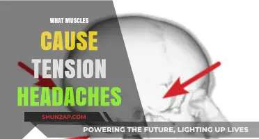 Understanding Tension Headaches: Key Muscles and Their Role in Pain