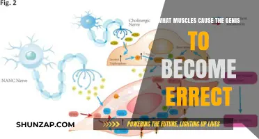Understanding the Muscles Behind Penile Erection: A Comprehensive Guide