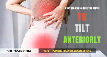 Muscles Driving Anterior Pelvic Tilt: Causes and Key Players