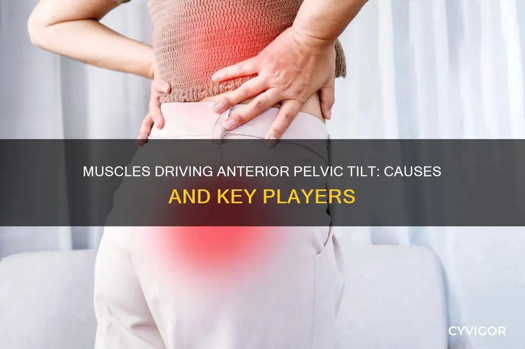 what muscles cause the pelvis to tilt anteriorly