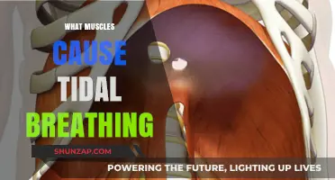 Understanding Tidal Breathing: Key Muscles Involved in Effortless Respiration