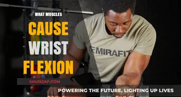 Understanding Wrist Flexion: Key Muscles and Their Functions Explained