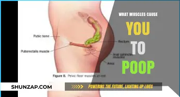 Muscles Behind Bowel Movements: Unveiling the Poop Process