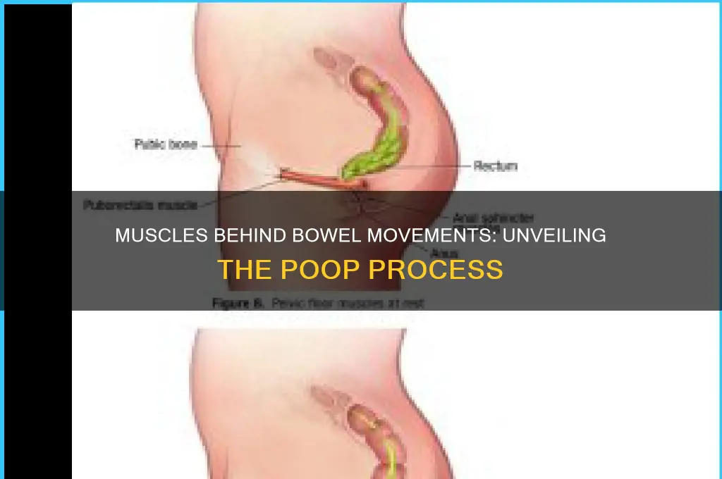 what muscles cause you to poop