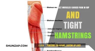Hip Pain and Tight Hamstrings: Muscles to Target for Relief