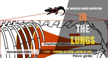 Muscles Driving Lung Contraction: Understanding Respiratory Mechanics