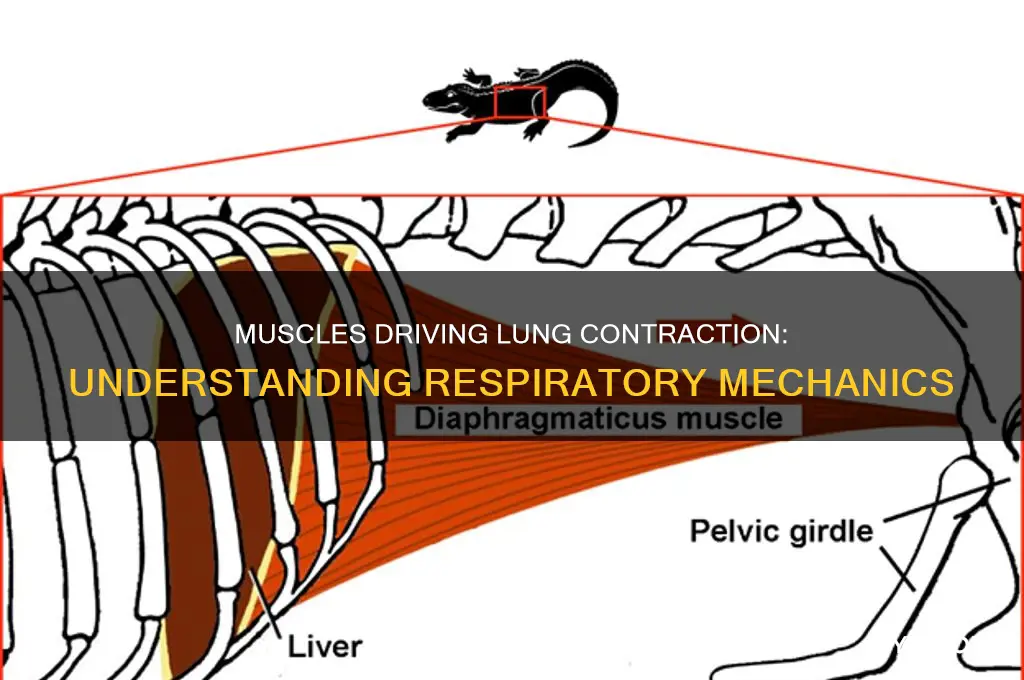 what muscles causes contrction in the lungs