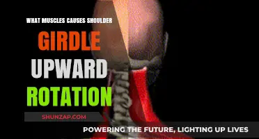Muscles Driving Shoulder Girdle Upward Rotation: Anatomy and Function Explained