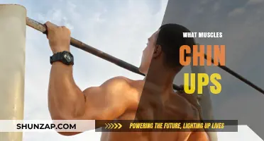 Chin-ups: Which Muscles Do They Work?