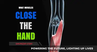 Hand Muscles: Flexors and Extensors Explained