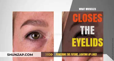 Eyelid Muscles: The Power of Blinking