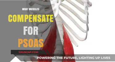 The Psoas Muscle: Understanding Compensation and Substitutes