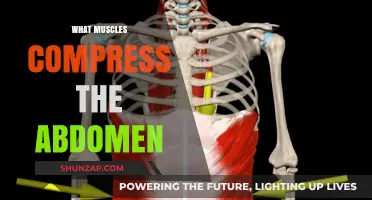 How Your Abdomen Muscles Compress and Why