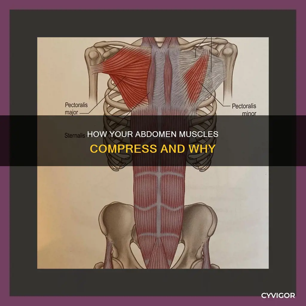 what muscles compress the abdomen