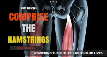 Hamstring Muscles: Understanding the Three Posterior Thigh Muscles