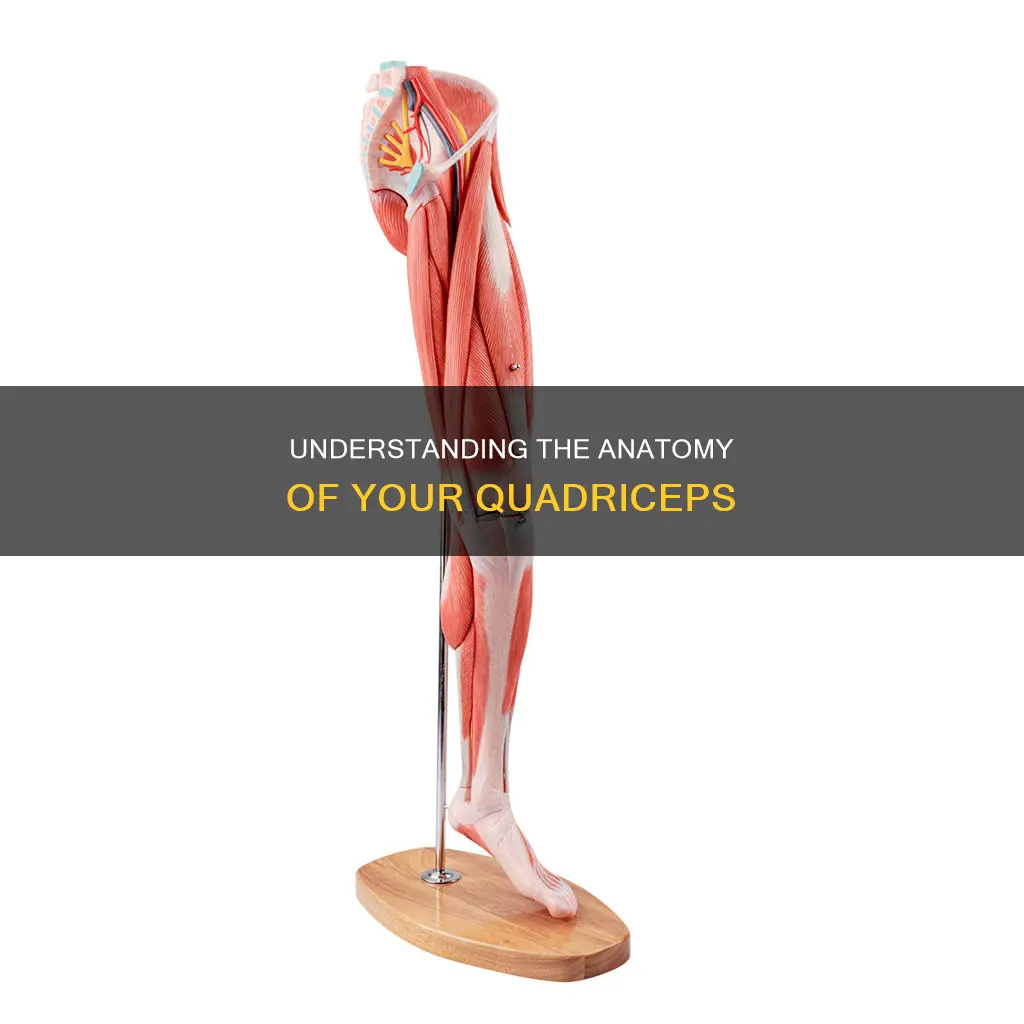 what muscles condsidered the quads