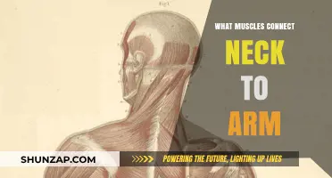 Neck to Arm Connection: Muscles Linking Upper Body Anatomy Explained