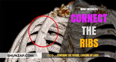 Rib Cage Muscles: Understanding Intercostal Muscles