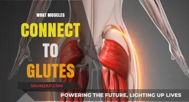 Gluteal Muscles: Understanding Their Connections and Functions