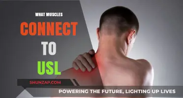 Unlocking the Secrets of USL Muscle Connections