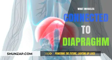 Unlocking the Muscles Linked to Your Diaphragm