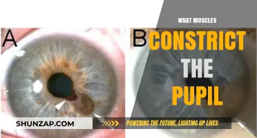 How Eye Muscles Control Pupil Size