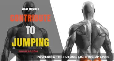 Exploring the Muscles Behind Jumping Power