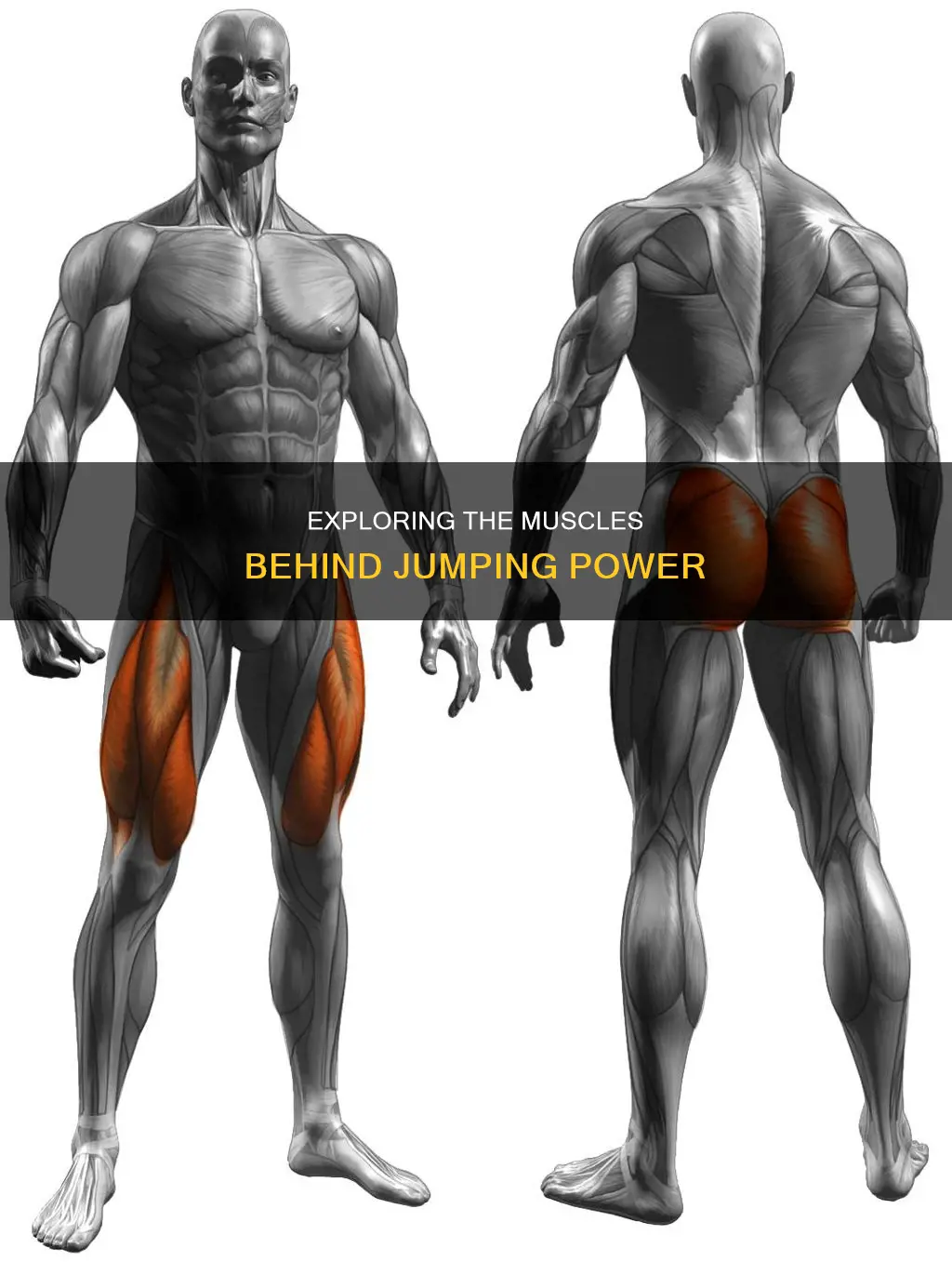 what muscles contribute to jumping
