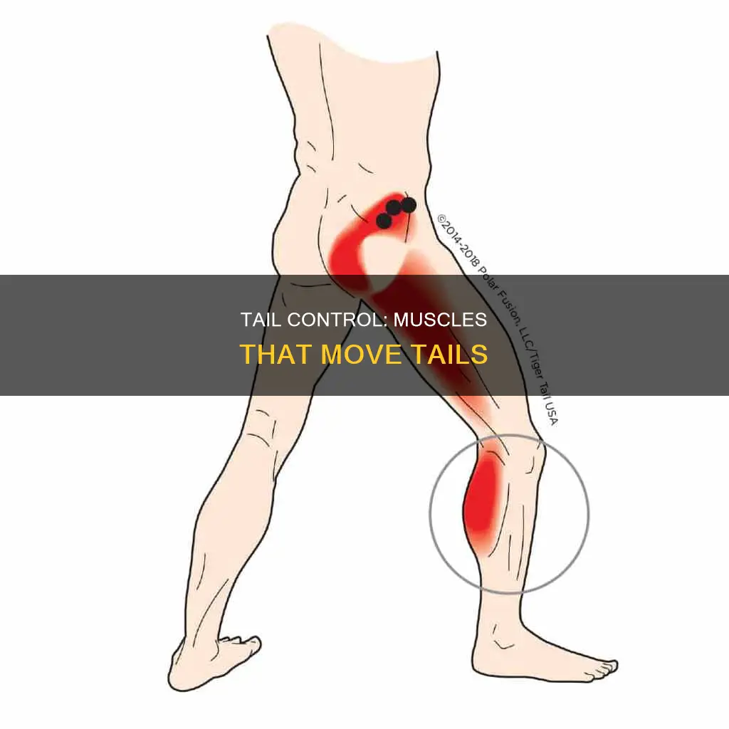 what muscles control a tail