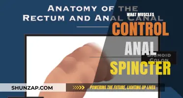 Unlocking the Muscles Behind Anal Sphincter Control