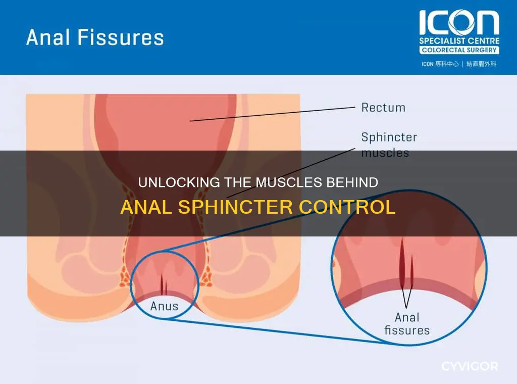 what muscles control anal spincter