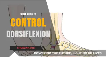 How Dorsiflexion Muscles Work and Their Benefits
