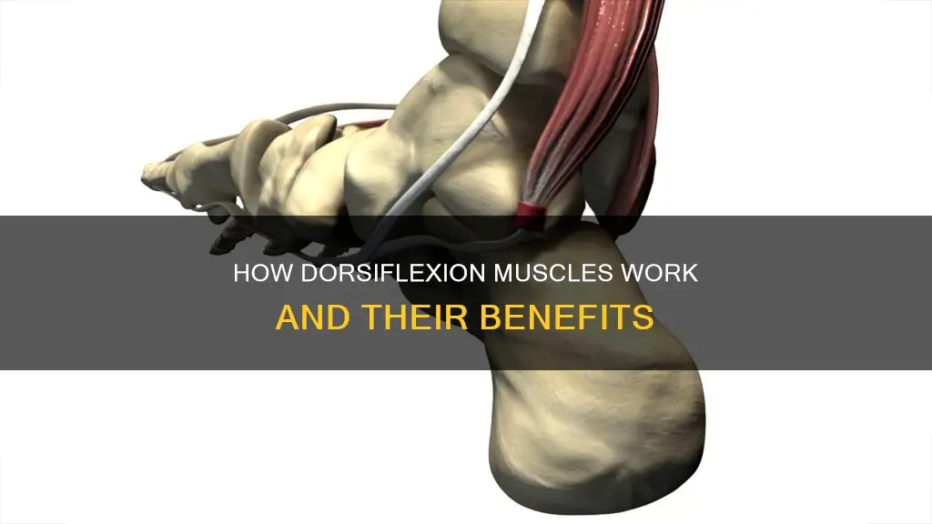 what muscles control dorsiflexion