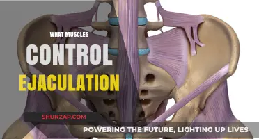 How Muscles Control Ejaculation: The Science Behind It