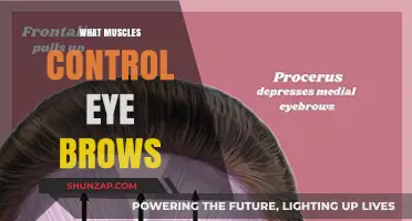 Eyebrow Muscles: The Secret to Expressive Faces