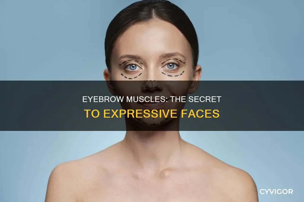 what muscles control eye brows