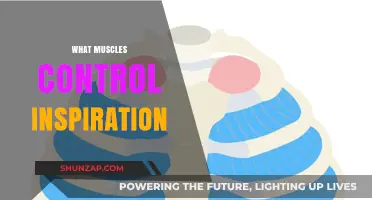 Inspiring Muscles: The Power Behind Every Breath